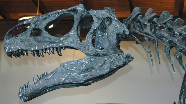 Allosaurus atrox theropod dinosaur