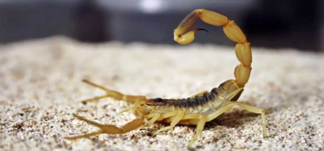 Deathstalker-scorpion