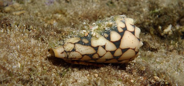 Marble cone snail