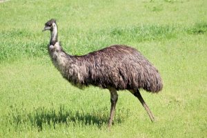 emu-bird