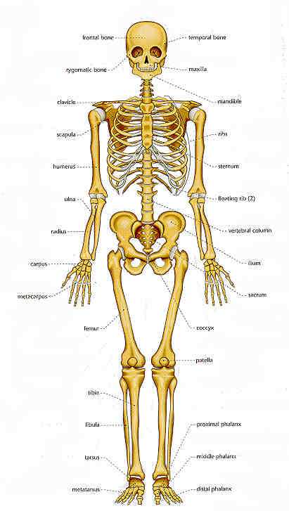 How many bones are in the human body
