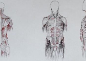 How Many Muscles are There in the Human Body?