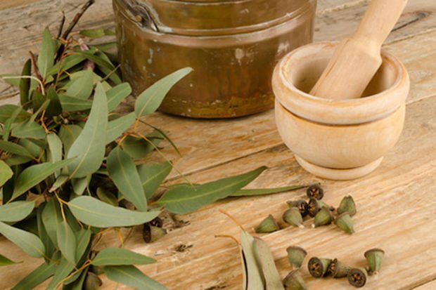 eucalyptus-oil
