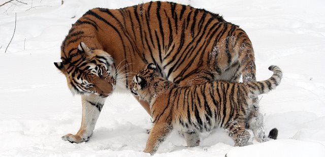 Siberian Tiger