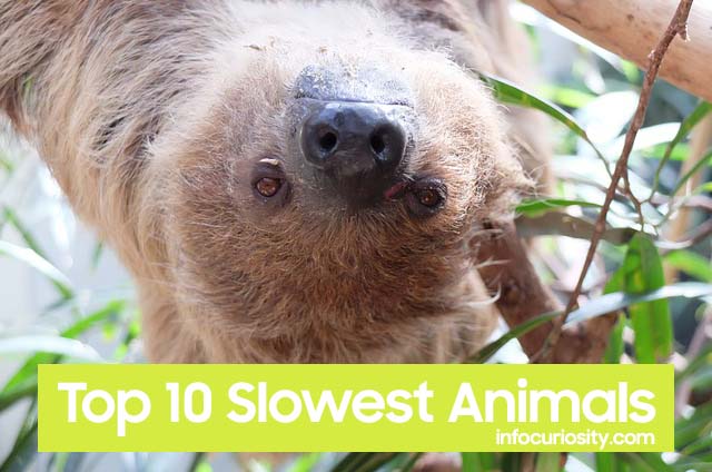 Top 10 Slowest Animals
