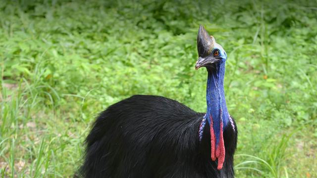 Orange-necked cassowary 